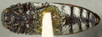 Media type: image;   Entomology 33810 Aspect: habitus ventral view